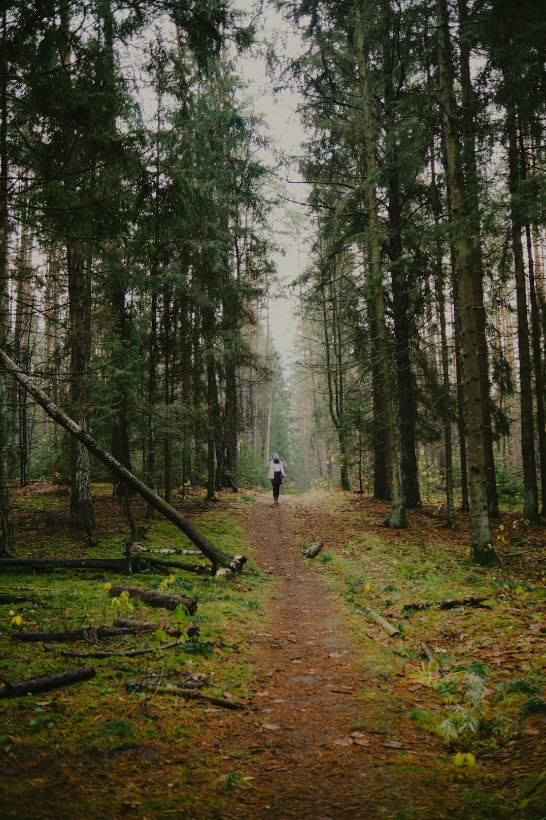 person walking in nature trail